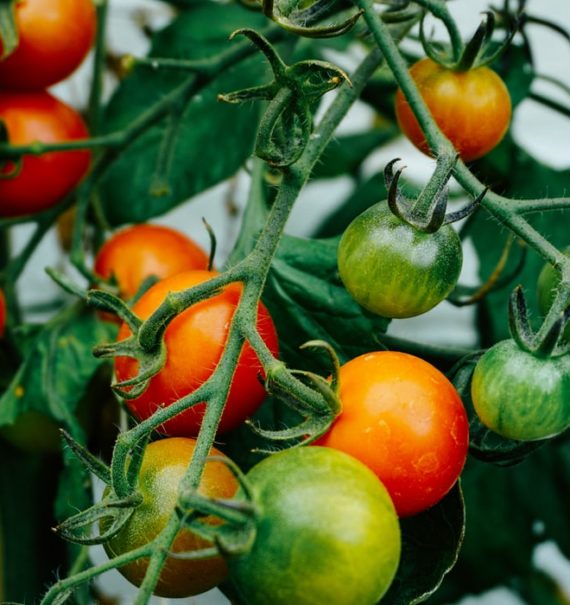 How To Ripen Tomatoes Off The Vine