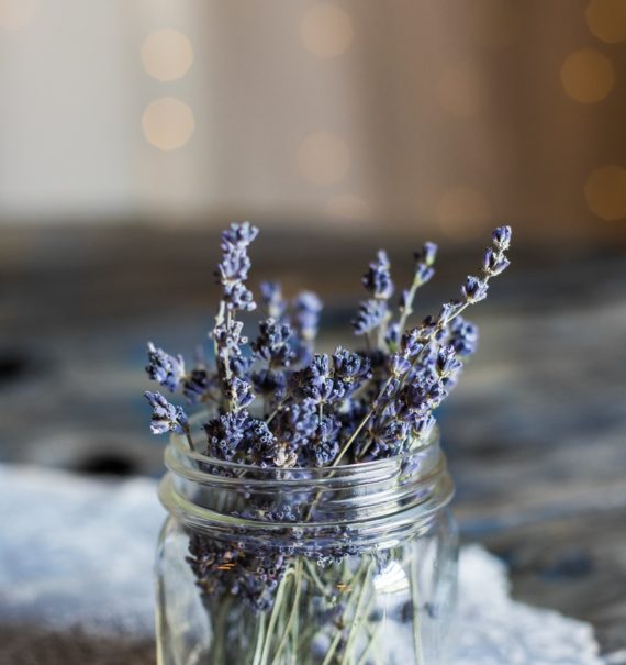 drought tolerant lavender