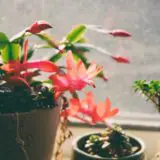 how often to water christmas cactus