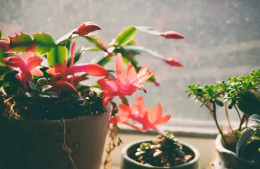 How to Avoid Over-Watering Christmas Cactus