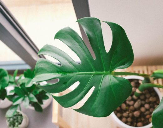 monstera aerial roots