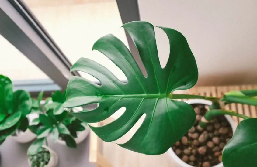 Monstera Aerial Roots: What To Do With Them