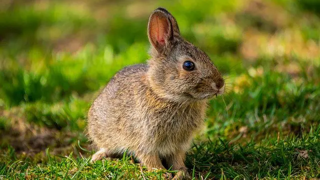 Can Rabbits Eat Sugar Snap Peas?