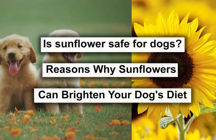 Is Sunflower Safe For Dogs? Reasons Why Sunflowers Can Brighten Your Dog’s Diet