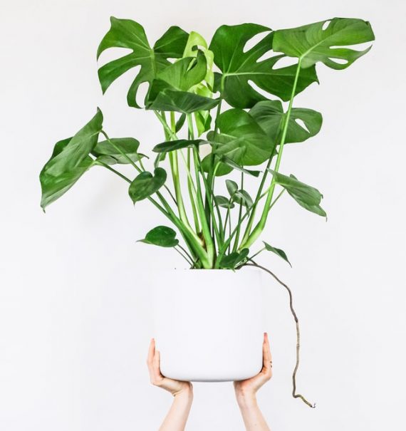 monstera with aerial roots