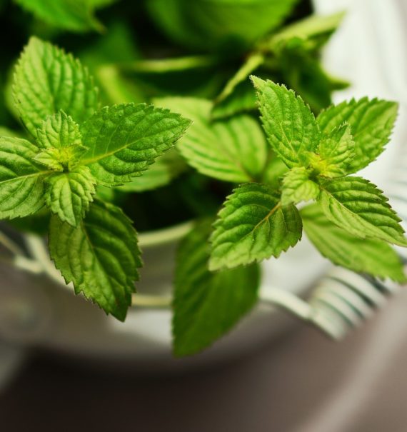 drought tolerant herbs - peppermint