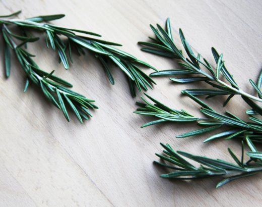 rosemary plant care