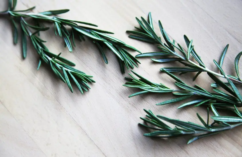 Rosemary Plant Care: A Guide For Growing Rosemary