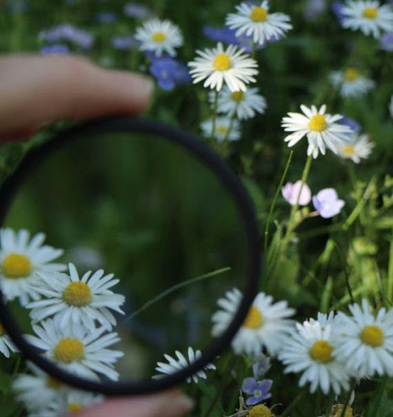 how to deadhead daisies