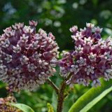 how to get rid of milkweed bugs naturally
