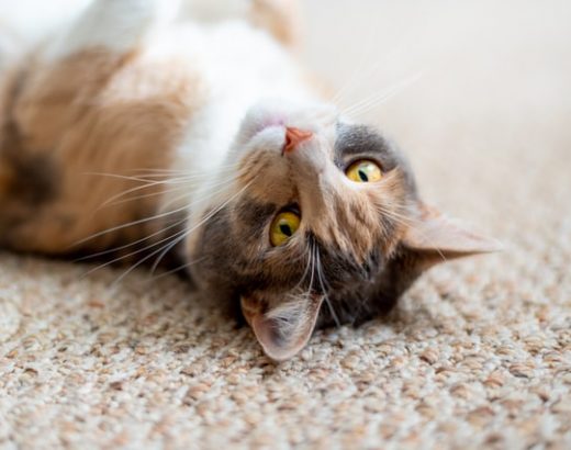 how to clean dried cat urine from carpet