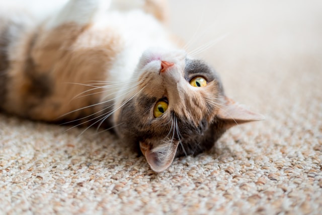 How To Clean Dried Cat Urine From Carpet: 5 Methods