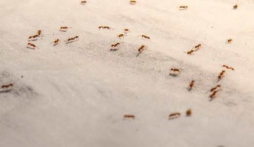 how to get rid of pavement ants