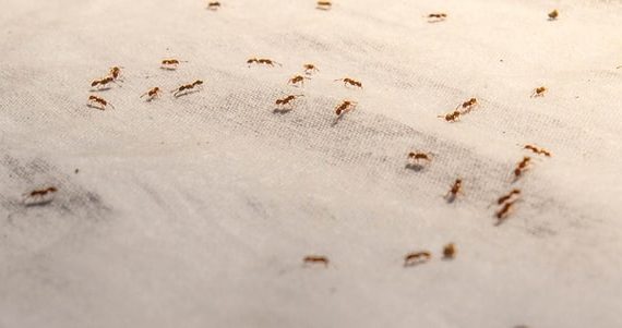 how to get rid of pavement ants