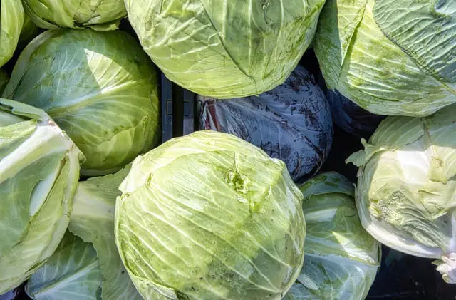 types of cabbage
