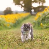 are sunflowers toxic to cats