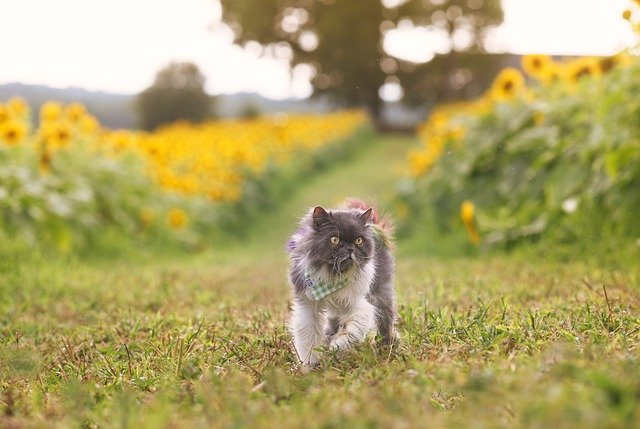 Are Sunflowers Toxic To Cats? Everything You Need To Know!