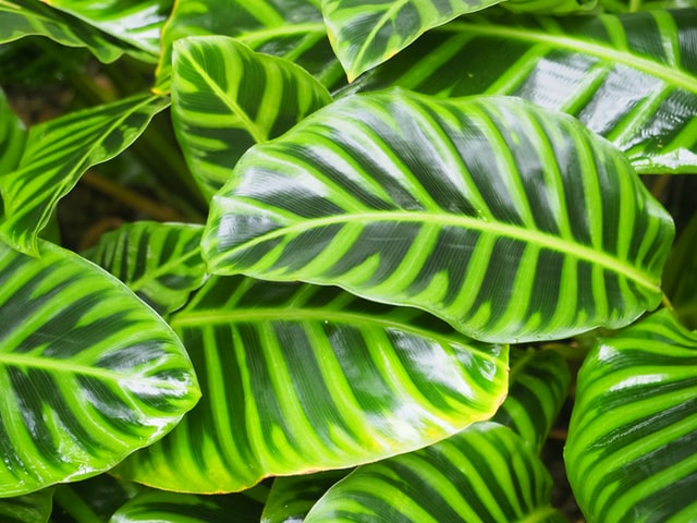 Calathea Leaves Curling: 7 Causes And How To Fix Them!