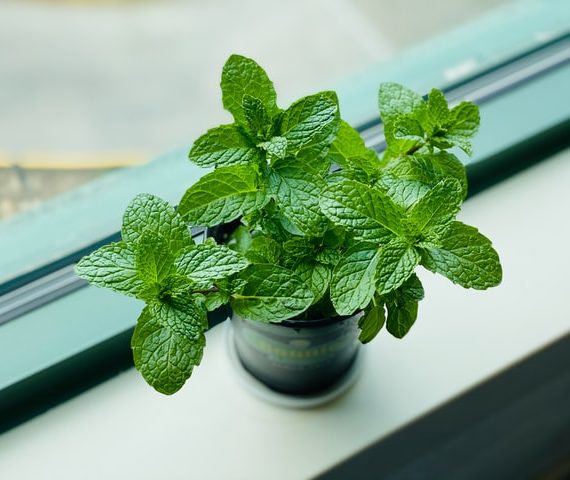 example of mint