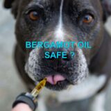 IS BERGAMOT OIL SAFE FOR DOGS? Full Insights