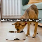 What Seeds Are Toxic To Dogs? Safeguarding Your Furry Friend